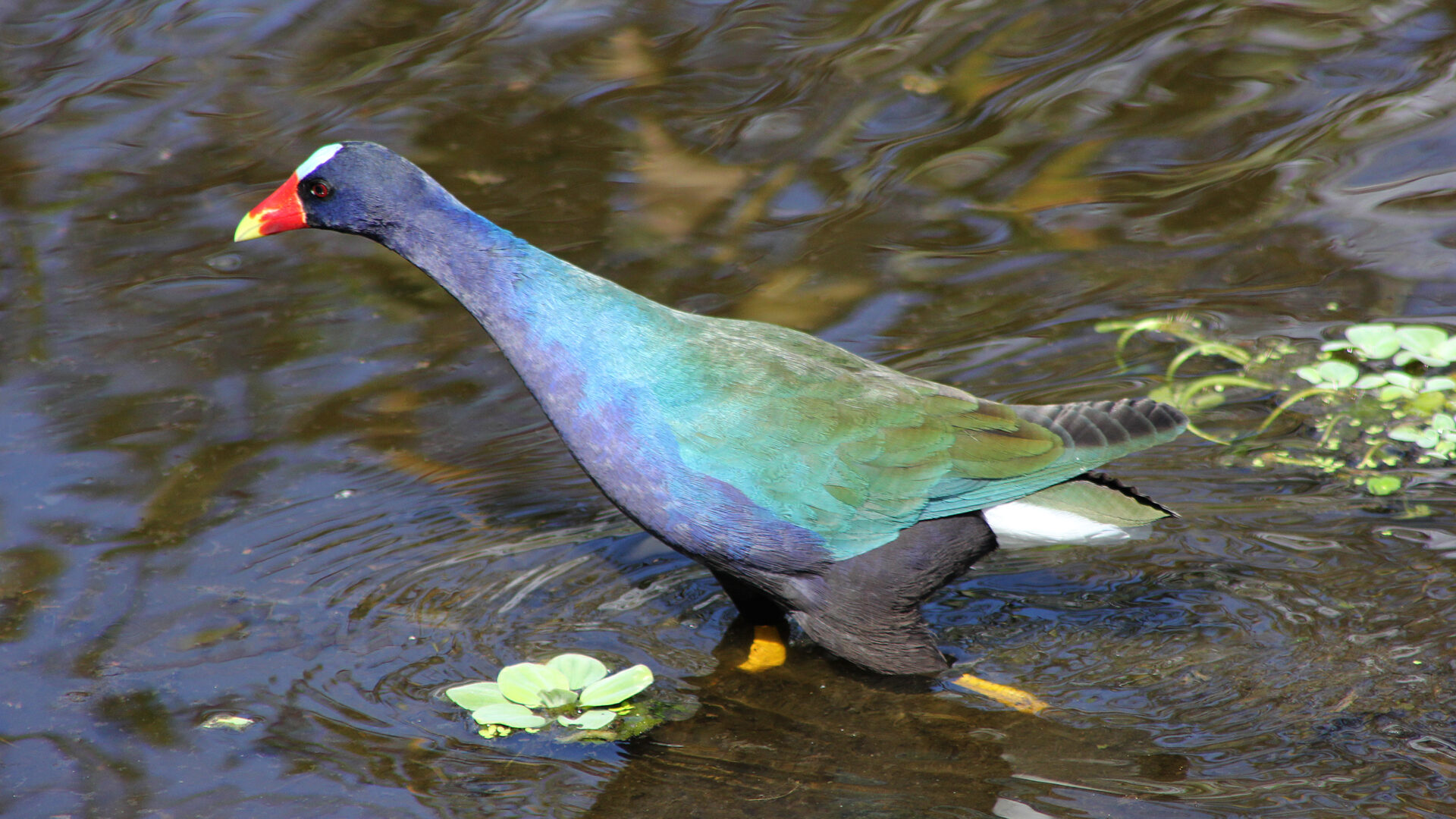 The best place to live Fort Pierce Farms Water Control District